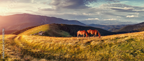 Incredible Nature Landscape. panoramic view of beautiful countryside of Ukraine. Wonderful springtime Scenery in mountains. Horses on grassy valley in mountains during sunset. Natural background.