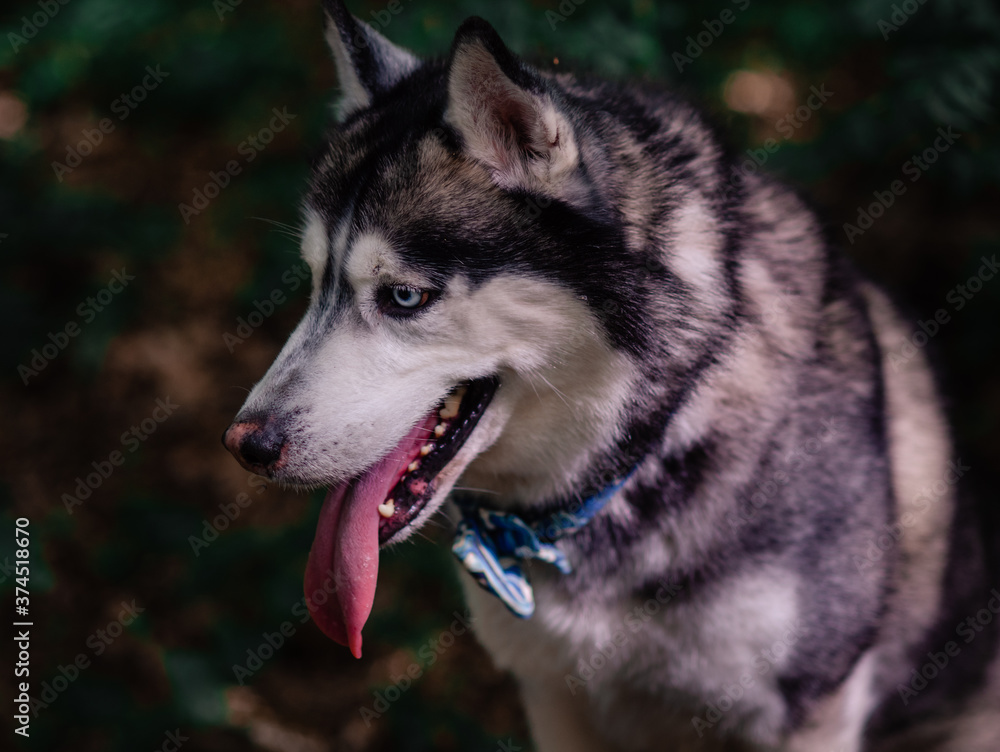Obraz premium dog walking in the forest