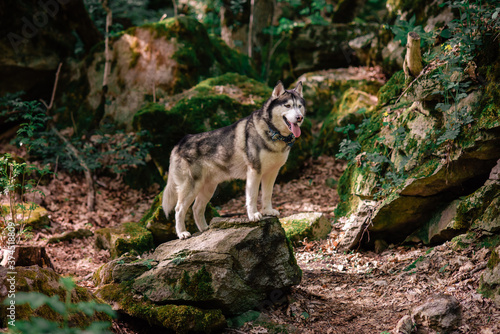 dog walking in the forest