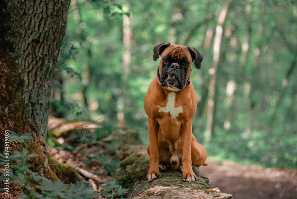 dog walking in the forest