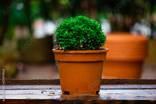 little tree on flower pot