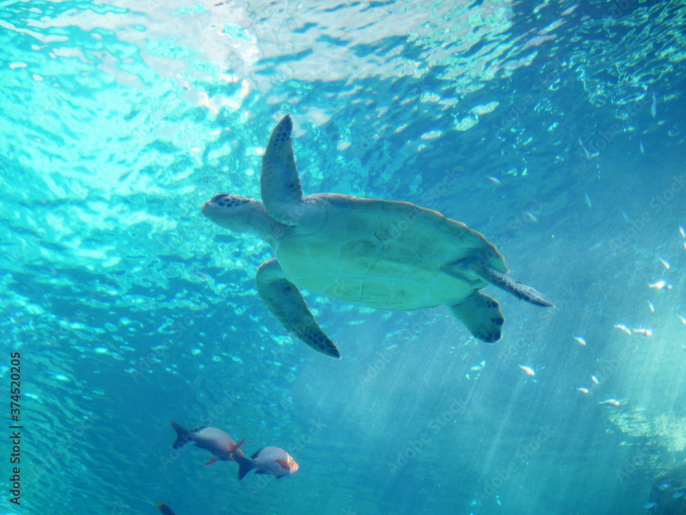 Fototapeta premium Sea turtle in aquarium