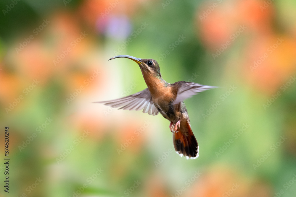 A Rufous-breasted Hermit hummingbird hovering in the air with orange flowers blurred in the background. Hovering hummingbird. Brightly lit brown bird. Bird in a garden. Isolated hummingbird