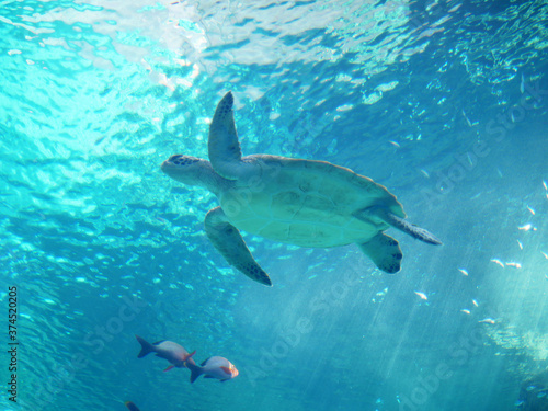 Sea turtle in aquarium © eariewboo