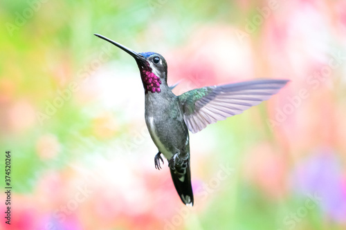 A Long-billed Starthroat hummingbird hovering in the air with a pastel background. Humminbird in flight. Bird in a garden. Humminbird with natural surroundings. Brightly lit bird in wild.