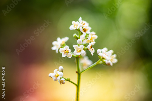 white flowers in the morning