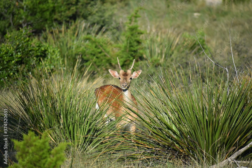 close up portrait of a young Axis buck close up portrait of a young Axis buck