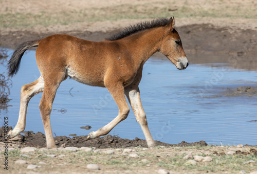 Cute Wild Horse Foal in the Utah Desert