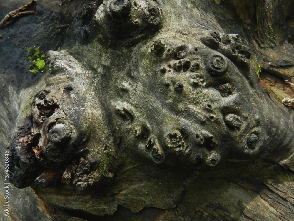 Beautiful surface of an old large tree. Close-up. The texture is clearly visible. Beautiful surface of an old large tree. Close-up. The texture is clearly visible.
