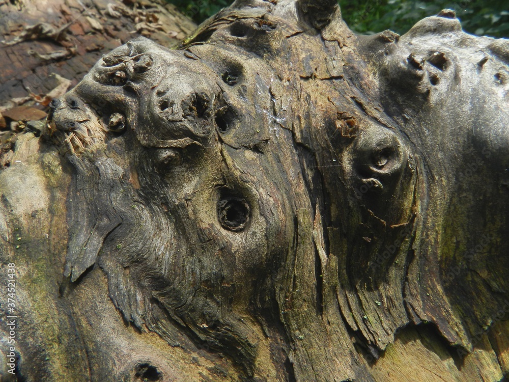 Beautiful surface of an old large tree. Close-up. The texture is clearly visible. Beautiful surface of an old large tree. Close-up. The texture is clearly visible.