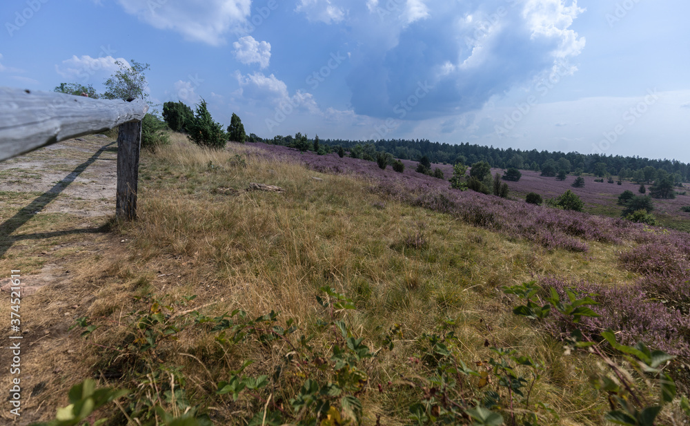 Lüneburger Heide Wilseder Berg Weitsicht Lüneburger Heide Wilseder Berg Weitsicht
