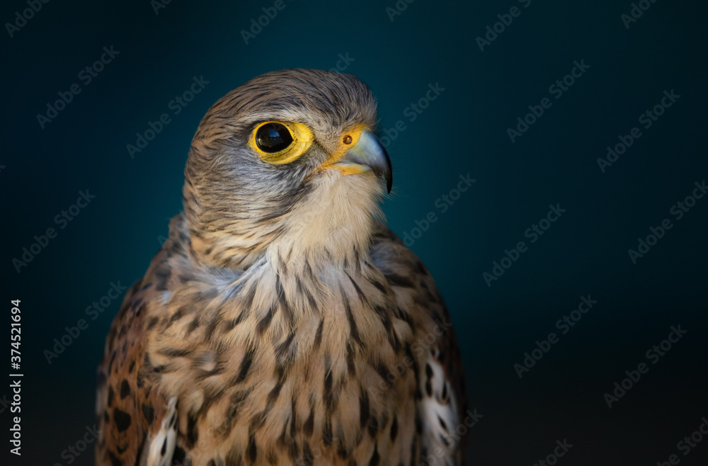 Common Kestrel - Portrait