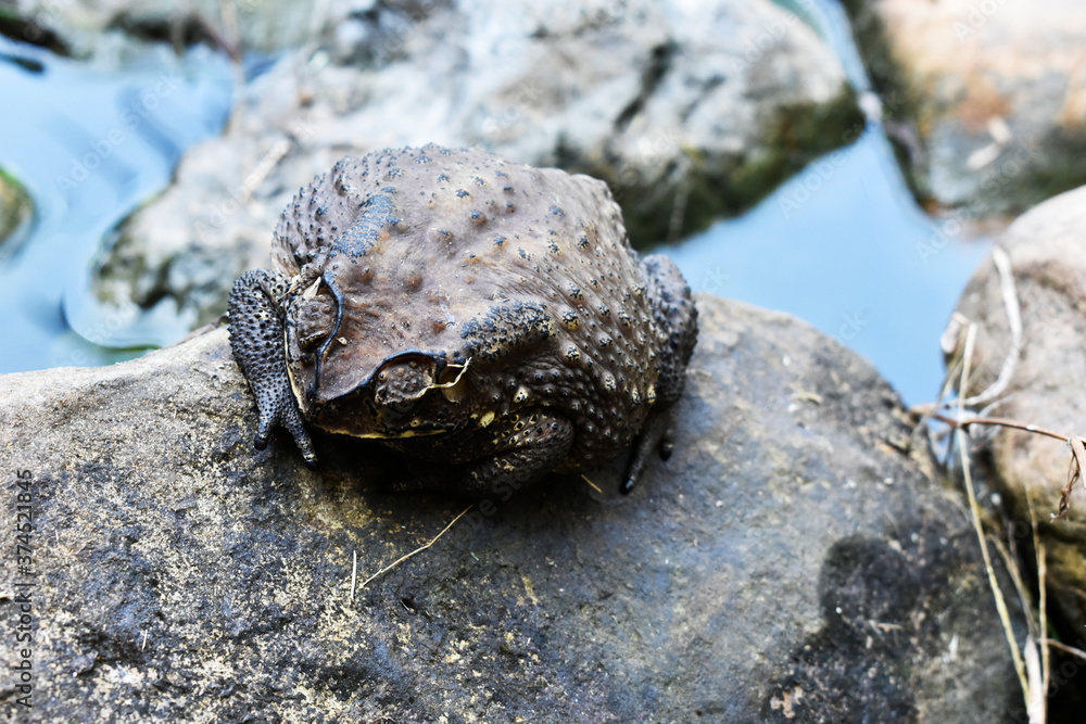 A dark-colored Thai toad, rough skin, is on a stone near the pool. 