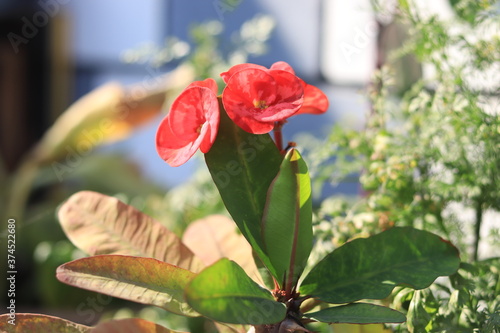 Cactus flowwer photo