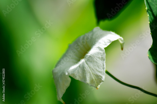 White gourd flowers on a blurred background