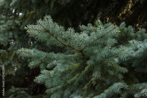 Branches of blue spruce. Background. The small depth of field.