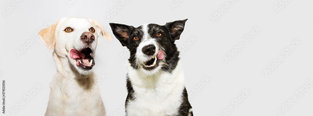banner funny two dogs licking its nose with tongue out. Isolated on gray background.