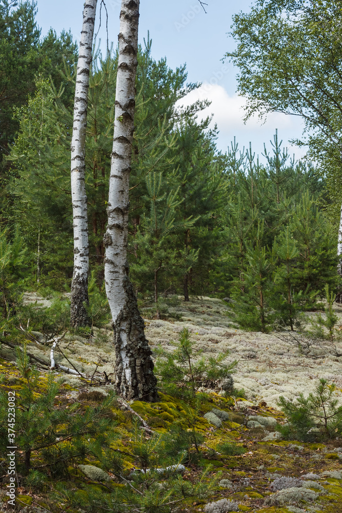Obraz premium Birch in a pine forest. Close-up