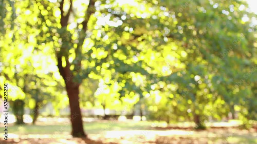Beautiful natural green background of bokeh trees. Blurred foliage of trees and sunlight in the park.