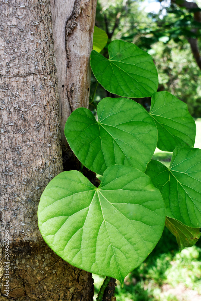 Heart-leaved moonseed (Tinospora crispa), with green heart-shaped leaves on a blurred background, is an herb to control blood pressure and diabetes. Heart-leaved moonseed (Tinospora crispa), with green heart-shaped leaves on a blurred background, is an herb to control blood pressure and diabetes.
