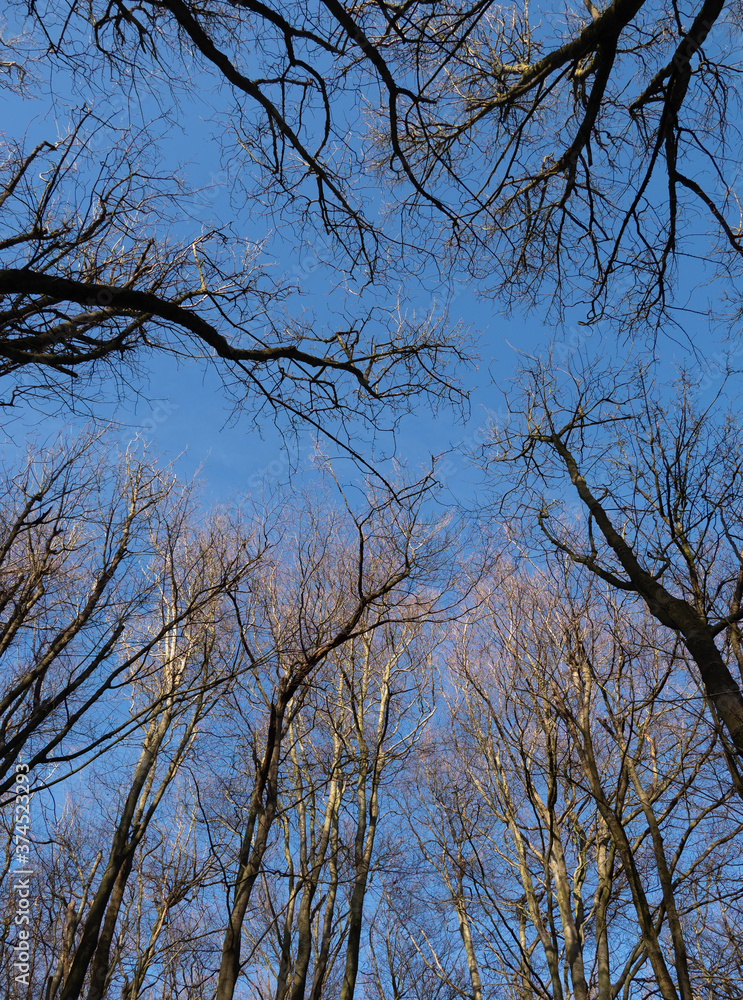Wnter Trees Wnter Trees