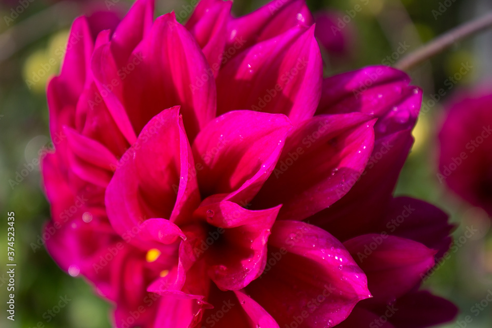 Fototapeta premium Close-up of a red and purple Dahlia flower in full bloom in the garden.