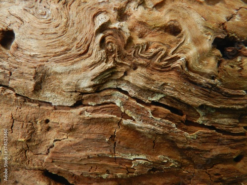 Beautiful old wood surface. Close-up. The texture is clearly visible.