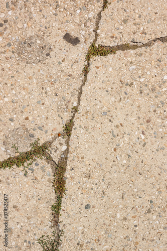 Crack in concrete slab from which the grass grows. Сoncrete slab with stone crumbs. 