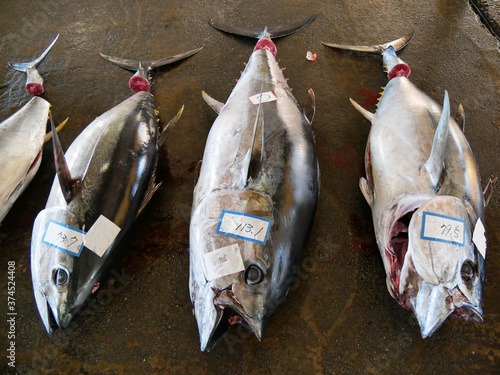 Fresh tuna fish wait for auction in fish market Chiba Japan