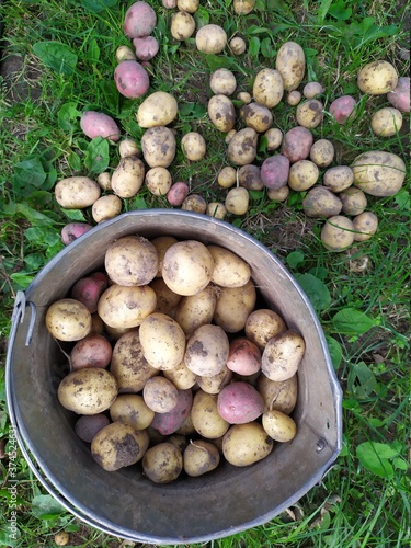 Fresh potato in bucket just dug with background of garden grass
