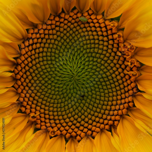 Fotografía sunflower center