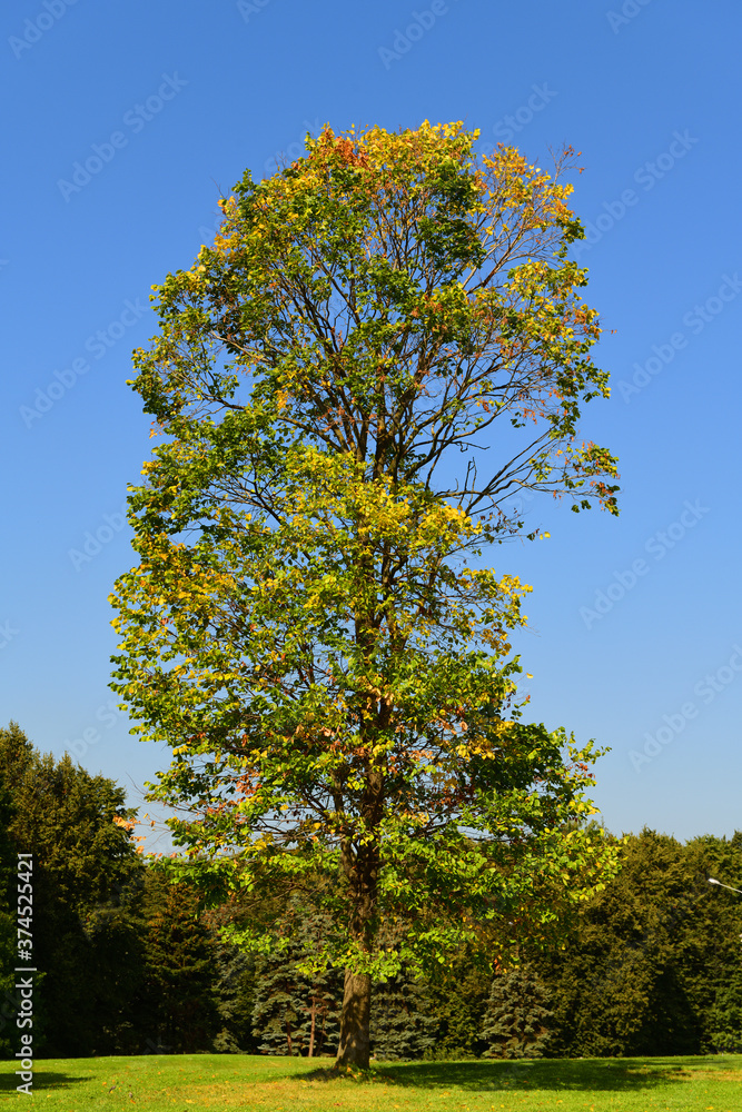 Yellowing trees in Victory Park in late summer. Moscow, Russia Yellowing trees in Victory Park in late summer. Moscow, Russia