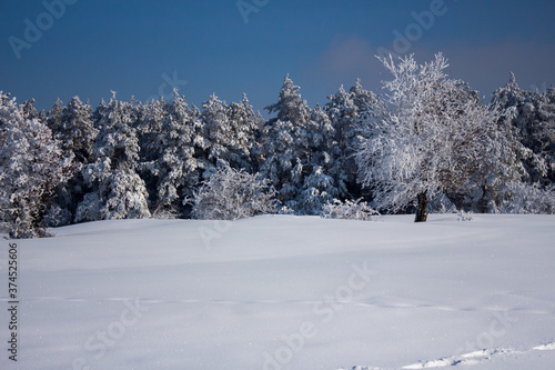 Trees covered in heavy snow during winter in Iasi, Romania