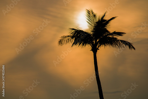 palm tree sunset  palm tree at sunset  palm tree silhouette  coconut tree in sunset time  beautiful moment of the nature  sunset in Goa India  