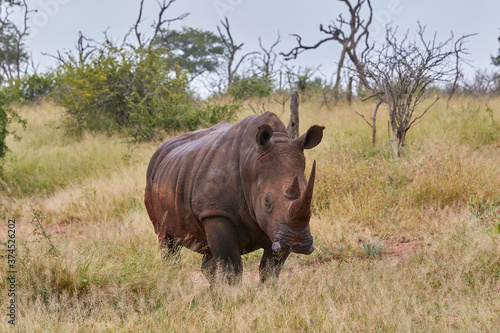 Big white rhino standing in the grass