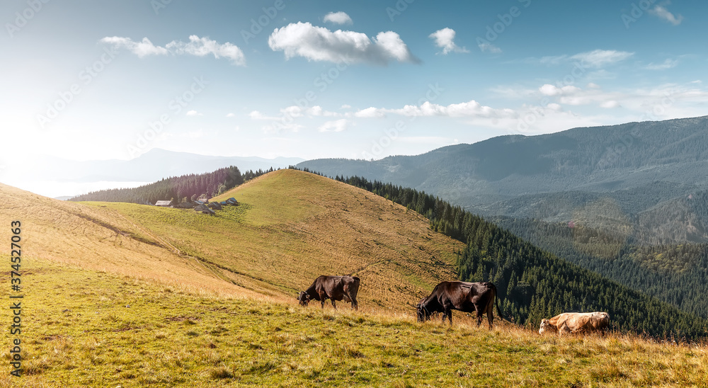 Wonderful countryside scenery in summer. Amazing landscape in the mountains with cows grazing in fresh green alpine meadows, typical farmland, Carpathian mountains. Ukraine. Beautiful rural nature