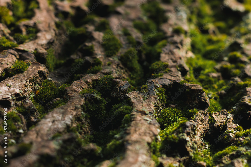 Green moss on the bark of a tree. Macro photo with sunlight Green moss on the bark of a tree. Macro photo with sunlight