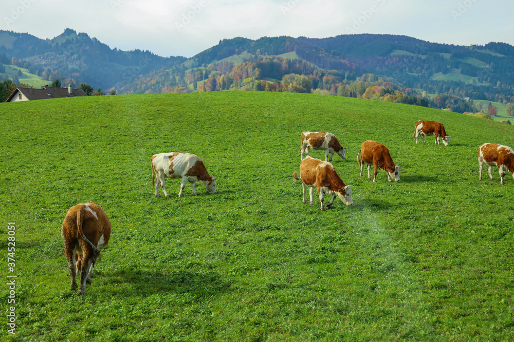 Group cow is eatting grass in farm at swiss
