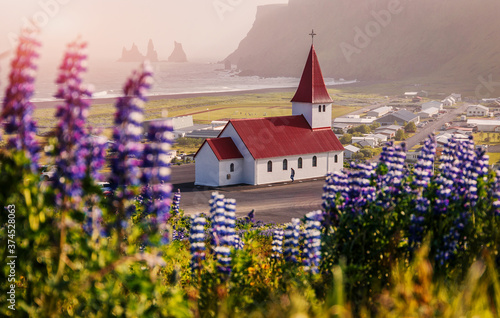 Wonderful sunny morning of Iceland. View on Lutheran Myrdal church surrounded on blooming lupine flowers and Reynisdrangar on background. Vik is one famous natural landmark and travel destination © jenyateua