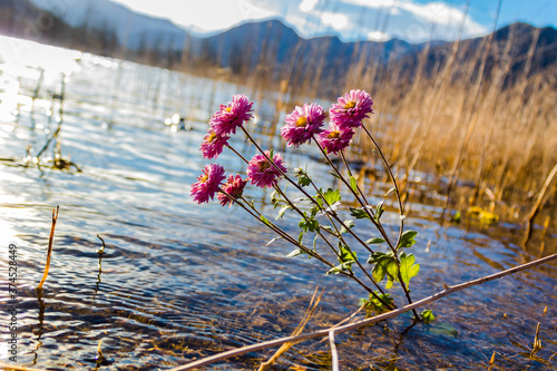 Flowers lilac in the Potrerillos Lake.