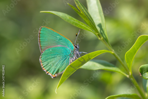 Green butterfly Callophrys rubi resting on leaf, Slovakia photo