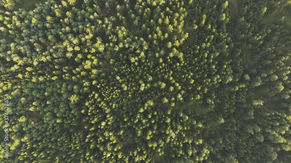 Aerial top view over alpine forest durring sunset among rural path. Cinematic drone shot flying over gravel road in pine tree forest. Aerial top view over alpine forest durring sunset among rural path. Cinematic drone shot flying over gravel road in pine tree forest.