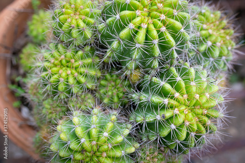 Close up of green cactus, Echinopsis calochlora K.Schum. home interior.