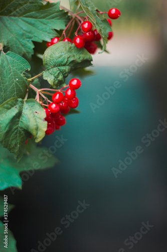 Red viburnum and green leaves after rain. Natural background