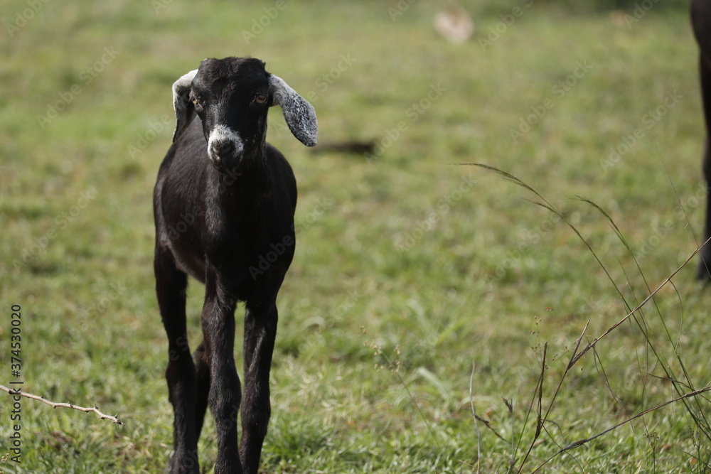 Fototapeta premium black and white goat