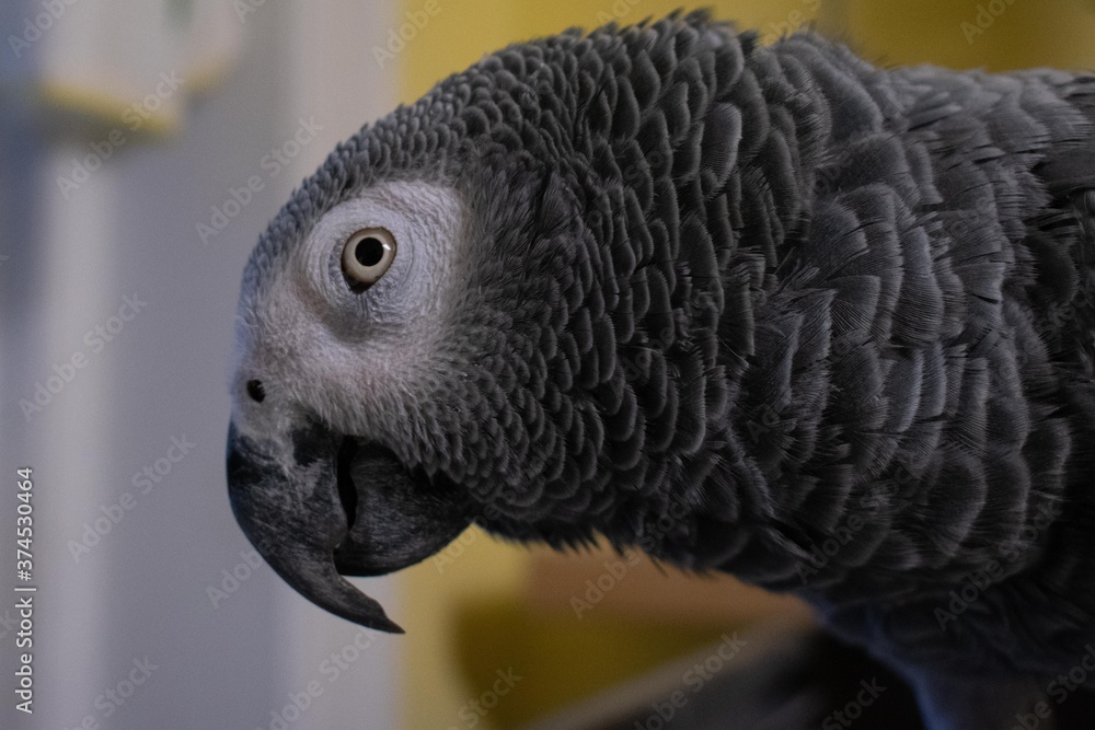 Fototapeta premium A Close-Up of an African Gray Parrot