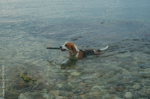 beagle dog carries a stick out of the water. a dog in the sea.