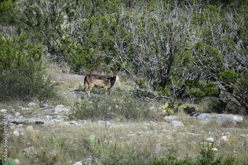 close up of a chocolate fallow doe deer