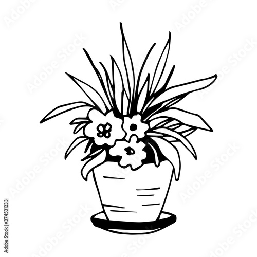 Hand-drawn vector illustration with black outline. Indoor plant, flower in a pot, vase. Home decor, decoration. For prints, coloring. Simple ink sketch.