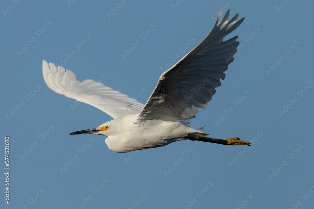 Snowy egret flying against the sky Snowy egret flying against the sky